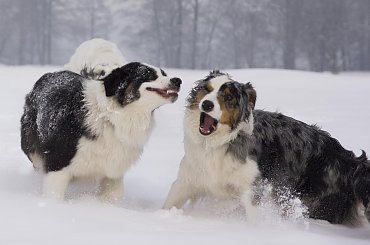 #aussie #AustralianSheperd #OwczarekAustralijski #psy #spacer #zima