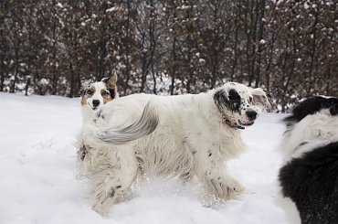 #aussie #AustralianSheperd #OwczarekAustralijski #psy #spacer #zima