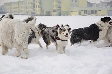 #aussie #AustralianSheperd #OwczarekAustralijski #psy #spacer #zima