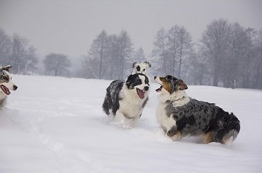 #aussie #AustralianSheperd #OwczarekAustralijski #psy #spacer #zima