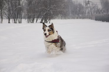 #aussie #AustralianSheperd #OwczarekAustralijski #psy #spacer #zima