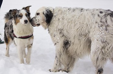 #aussie #AustralianSheperd #OwczarekAustralijski #psy #spacer #zima