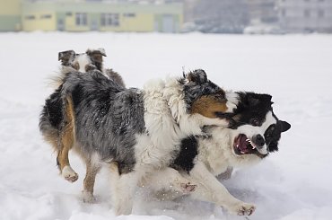 #aussie #AustralianSheperd #OwczarekAustralijski #psy #spacer #zima