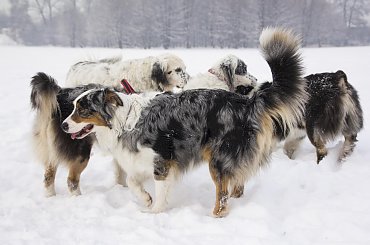 #aussie #AustralianSheperd #OwczarekAustralijski #psy #spacer #zima