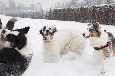 #aussie #AustralianSheperd #OwczarekAustralijski #psy #spacer #zima