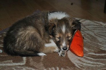 Szczeniaczki Owczarek Szetlandzki #OwczarekSzetlandzki #DzieciHokusaISzani