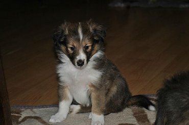 Szczeniaczki Owczarek Szetlandzki #OwczarekSzetlandzki #DzieciHokusaISzani