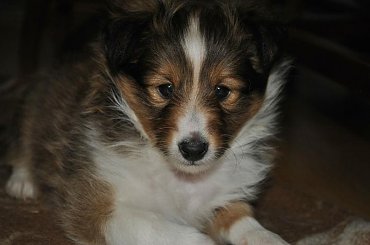 Szczeniaczki Owczarek Szetlandzki #OwczarekSzetlandzki #DzieciHokusaISzani