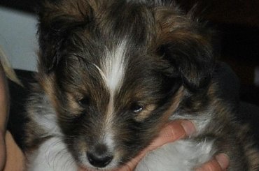 Szczeniaczki Owczarek Szetlandzki #OwczarekSzetlandzki #DzieciHokusaISzani