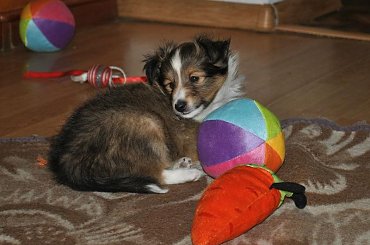 Szczeniaczki Owczarek Szetlandzki #OwczarekSzetlandzki #DzieciHokusaISzani