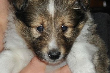 Szczeniaczki Owczarek Szetlandzki #OwczarekSzetlandzki #DzieciHokusaISzani