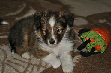 Szczeniaczki Owczarek Szetlandzki #OwczarekSzetlandzki #DzieciHokusaISzani