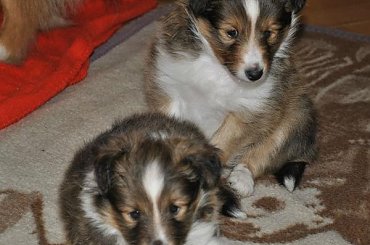 Szczeniaczki Owczarek Szetlandzki #OwczarekSzetlandzki #DzieciHokusaISzani