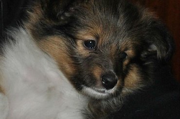 Szczeniaczki Owczarek Szetlandzki #OwczarekSzetlandzki #DzieciHokusaISzani