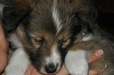 Szczeniaczki Owczarek Szetlandzki #OwczarekSzetlandzki #DzieciHokusaISzani