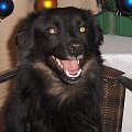 Bajka też kiedyś była bezdomna, więc teraz prosi o pomoc dla bezdomnych psów.
Podpisz petycję w obronie leczącej bezdomne zwierzęta kliniki:
http://www.petycje.pl/petycja/9236/ratujemy_klinike_fundacji_centrum_pomocy_zwierzetom_-_atripa.html