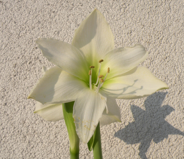 'White Christmas'