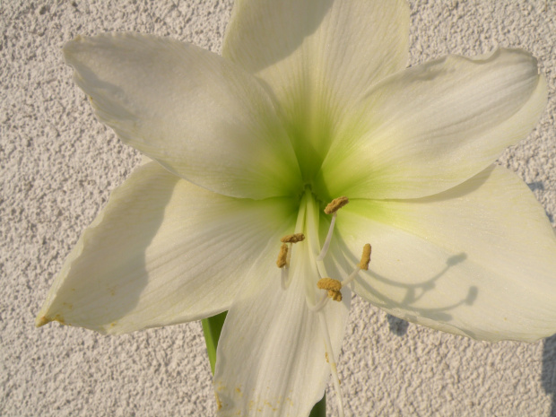 'White Christmas'