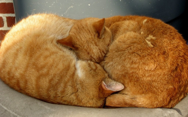 Z szuflady:Kocia miłość #koty