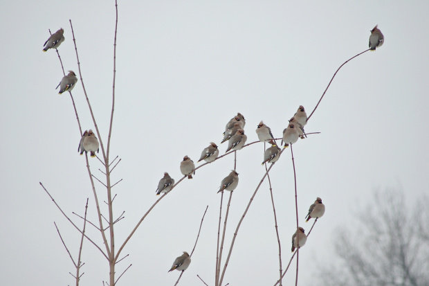 jemiołuszki #zima #jemiołuszki #ptaki