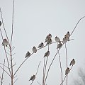 jemiołuszki #zima #jemiołuszki #ptaki