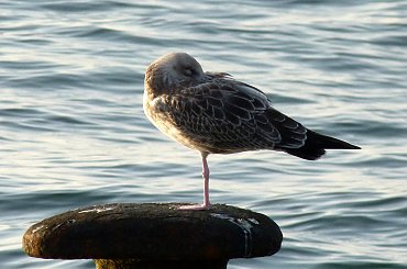 tak sobie wspominam letni czas ... :)) #Rewal #lato #wakacje #urlop #morze #Bałtyk #plaża #mewa #ptaki