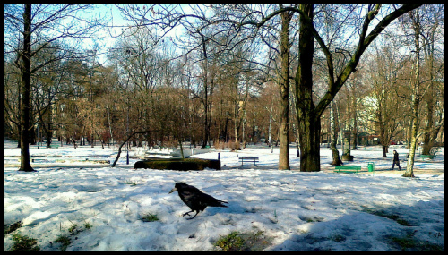 Park Krakowski zimą