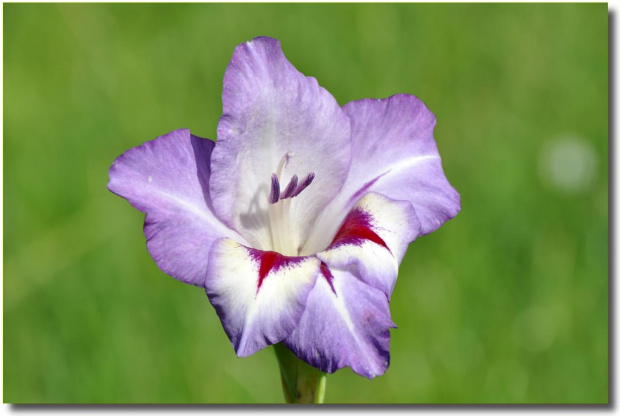 Gladiola