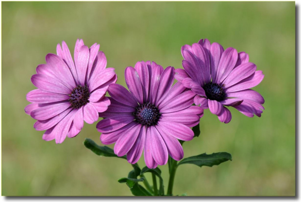 Osteospermum