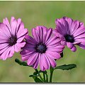 Osteospermum