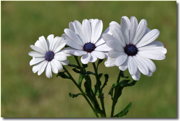 Osteospermum