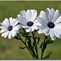 Osteospermum