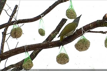 samiczka dzięcioła #Dzięcioł