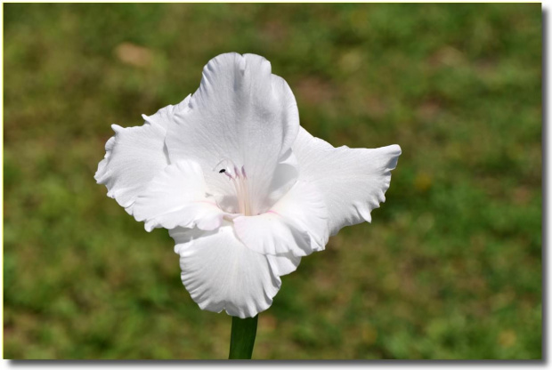 Gladiola