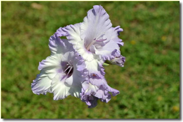 Gladiola