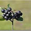 Aronia