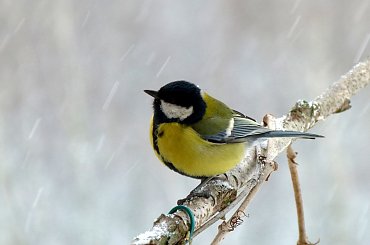 sikorkowa sesja ... :)) **** ulub. lidiaizabela **** #bogatki #NaBalkonie #ptaki #sikorki #ZaOknem #zima