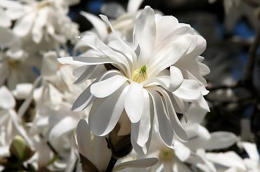 Magnolia gwiaździsta #magnolia