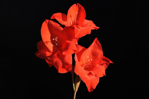 Gladiola