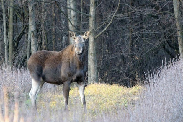 łoś (klempa)