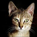 Ja Myszka,z okazji zbliżającego się Dnia Kota [17 luty],serdecznie pozdrawiam wszystkie koty z Fotosika...i nie tylko !