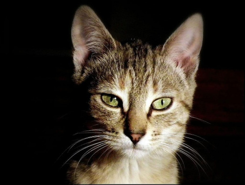 Ja Myszka,z okazji zbliżającego się Dnia Kota [17 luty],serdecznie pozdrawiam wszystkie koty z Fotosika...i nie tylko !