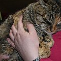 Koty do adopcji, kontakt: lecznica Jatagan,Warszawa ul. Wyspowa 8, tel. 22 / 743 05 35, kotka 2 - 3 lata, po sterylizacji