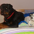 #adopcje #pies #prada #rottka #rottweiler #suka