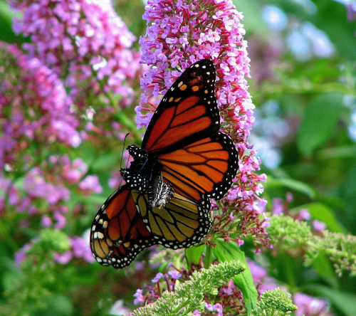 Kochani! Cudownego WALENTYNKOWEGO DNIA,uśmiechu i miłości:) Cieplutko pozdrawiam i buziaki zostawiam :) #motyle