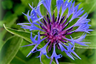 dla odmiany, troszkę szufladowych ... :)) #kwiaty #lato #ogród #chabry