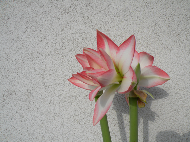 'Blossom Peacock'