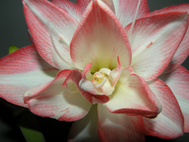 'Blossom Peacock'