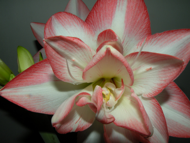 'Blossom Peacock'