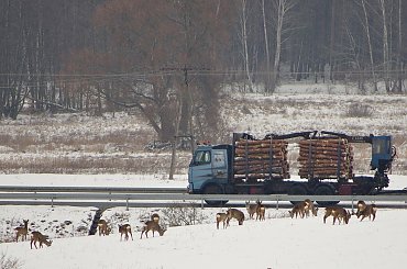 #zima #pole #sarny #zwierzęta